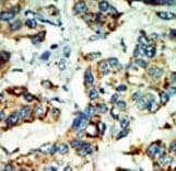 NEK4 Antibody (aa793-824)