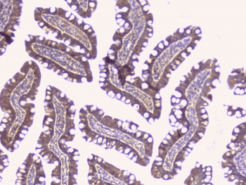 Peptide YY / PYY Antibody