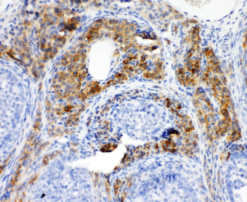 Polyclonal Rabbit anti-Human CYPOR / POR Antibody (aa659-677, IHC, WB)