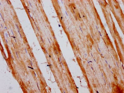INTU Antibody
