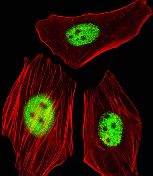 AGAP6 Antibody (C-Terminus)