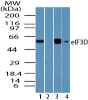 EIF3D Antibody (aa500-550)