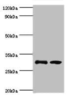 RPA4 Antibody (aa1-230)