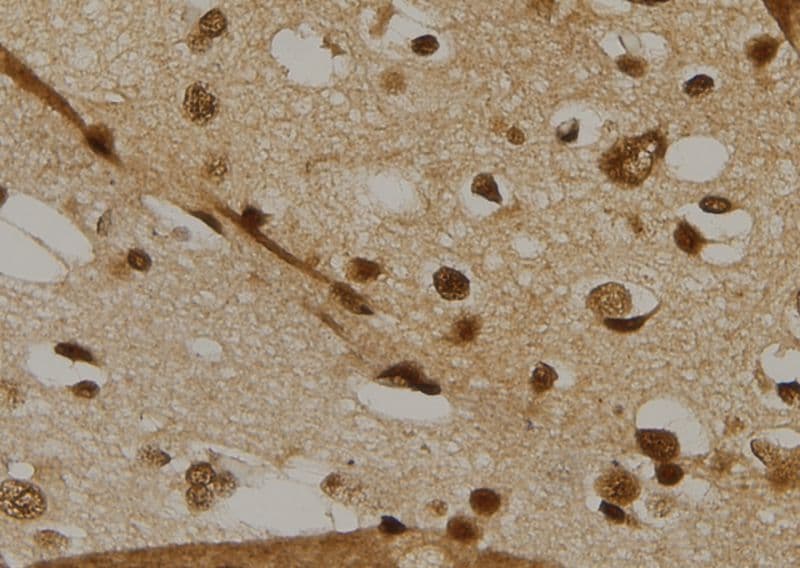Polyclonal Rabbit anti-Human CDC25C Antibody (IHC, IF, WB)