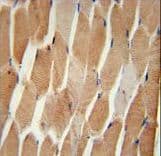 COQ7 Antibody (aa162-191)