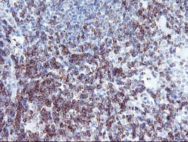 NMT2 Antibody (clone OTI1B4)