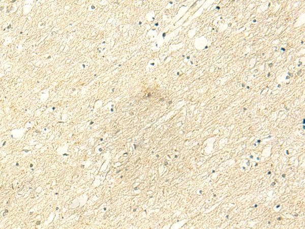POLR3F Antibody