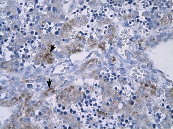 RGS9 Antibody (aa230-279)