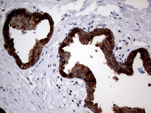 AGR2 Antibody (aa21-175, clone OTI3F2)