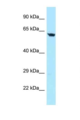 TBRG4 Antibody (aa43-92)