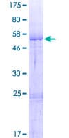 Human HMRF1L / MTRF1L Protein (Recombinant GST)