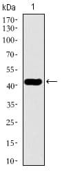 TUBB2A / Tubulin Beta 2A Antibody (aa25-187, clone 6A10B2)