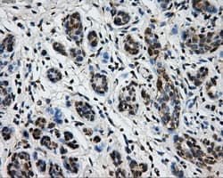 KIAA0153 / TTLL12 Antibody (clone OTI1A2)