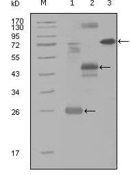 MAP4K4 Antibody (Amino Acid: 400-500, clone 3C7B5)
