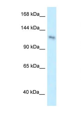 Polyclonal Rabbit anti-Human PLEKHA7 Antibody (aa1007-1056, WB)