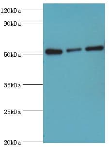 PDCD4 Antibody (aa1-260)