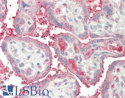IHC-plus™ APOA1 / Apolipoprotein A 1 Antibody (aa75-87)