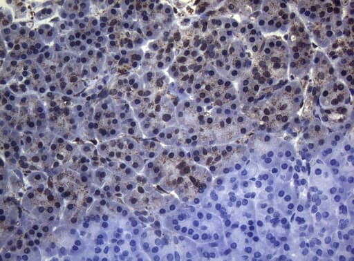 CTSL / Cathepsin L Antibody (clone OTI8H2)