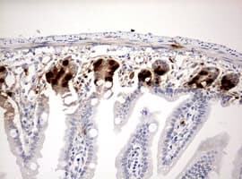 BrdU Antibody (clone 4H10)