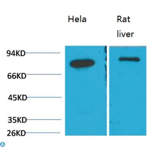 HSPA5 / GRP78 / BiP Antibody