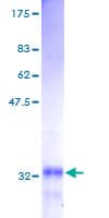 Human GNG5 Protein (Recombinant GST)