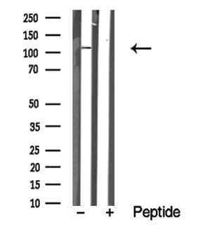 MER / MERTK Antibody