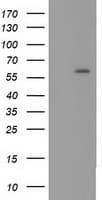 IHC-plus™ CYP1A2 Antibody (clone 2C6)