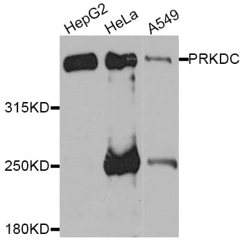 PRKDC / DNA-PKcs Antibody