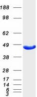 Human Aspartate Aminotransferase Protein (Recombinant Myc-DDK (Flag))