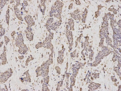 Geminin Antibody