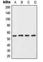 CSNK1G3 / CKI-Gamma 3 Antibody (C-Terminus)