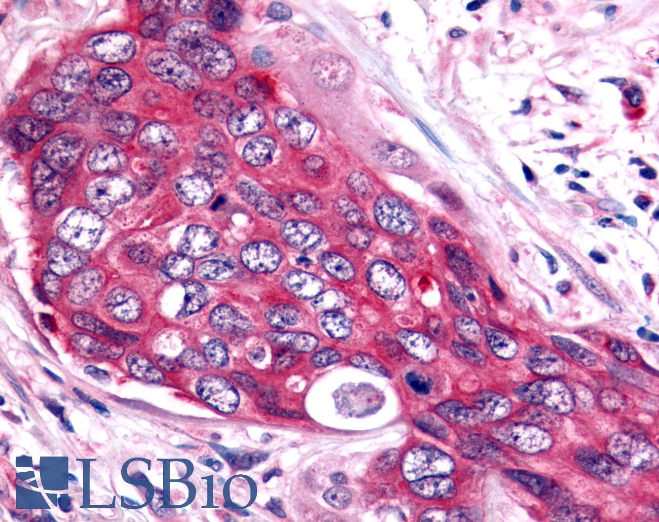 PathPlus™ ESRRB / ERR Beta Antibody (Ligand-binding Domain)
