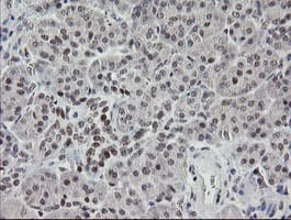 TLE1 / TLE 1 Antibody (clone OTI1D6)
