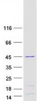 Human HNRNPD / AUF1 Protein (Recombinant Myc-DDK (Flag))