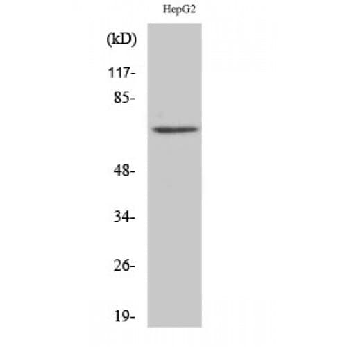 XRCC6 / Ku70 Antibody (530-610 aa, C-terminal)