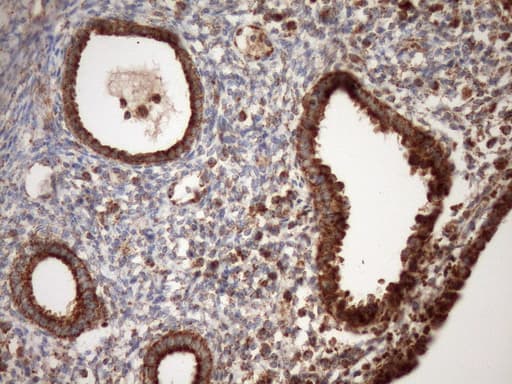 STOML2 Antibody (clone OTI1F5, Carrier-free)