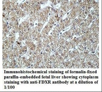FDXR Antibody (aa264-458)