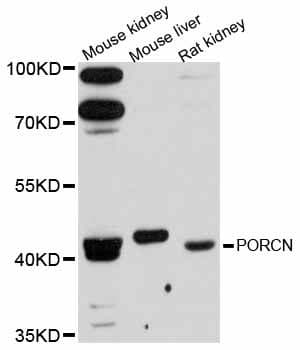 PORCN Antibody