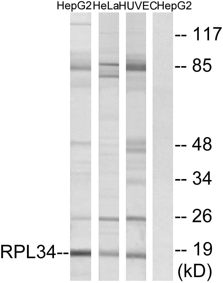 Polyclonal Rabbit anti-Human RPL34 / Ribosomal Protein L34 Antibody (aa41-90, IF, WB)