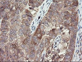 TSC22D1 / TSC22 Antibody (clone OTI4H8)
