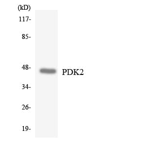 Polyclonal Rabbit anti-Human PDK2 Antibody (aa242-291, WB)