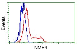 NME4 Antibody (clone OTI5E4)