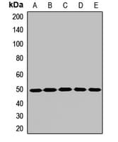 AP1M1 Antibody