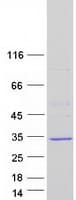 Human SPRR4 Protein (Recombinant Myc-DDK (Flag))