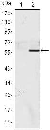 NACC1 / NAC1 Antibody (clone 6H2)