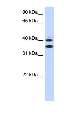 SLC25A32 Antibody (aa215-264)