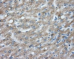 CYP1A2 Antibody (clone OTI6E2, Carrier-free)