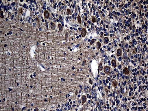 AGO1 / EIF2C Antibody (aa226-490, clone OTI4G1)
