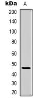 Polyclonal Rabbit anti-Human GPR137C / TM7SF1L2 Antibody (Internal, WB)