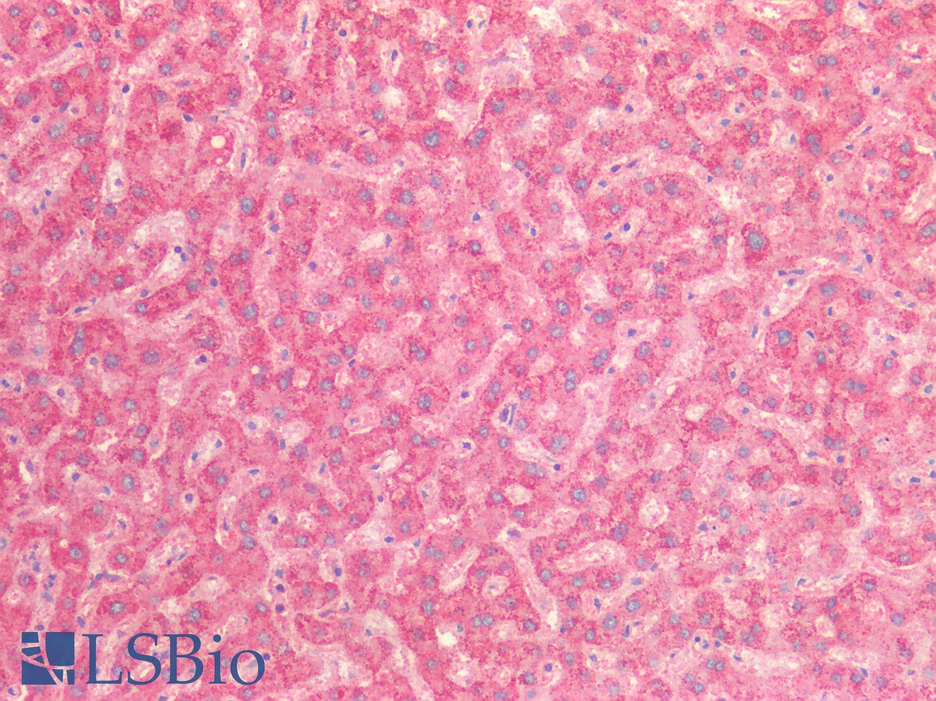 PathPlus™ HSPD1 / HSP60 Antibody